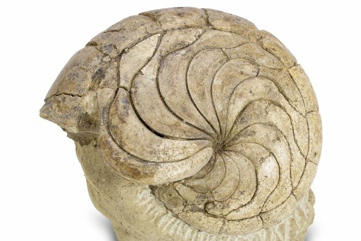 Fossil Nautilus (Aturia) - Boujdour, Morocco #306927